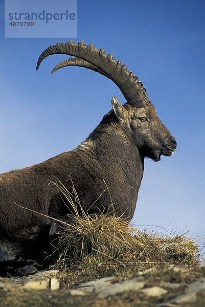 Alpensteinbock  Steinbock (Capra ibex)