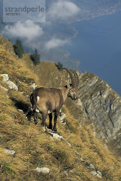 Alpensteinbock  Steinbock (Capra ibex)