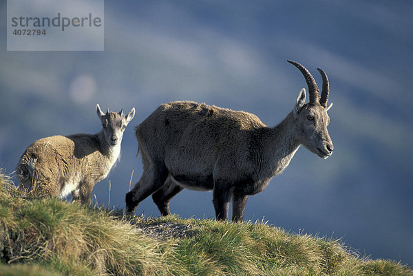 Alpensteinbock  Steinbock (Capra ibex) mit Jungtier