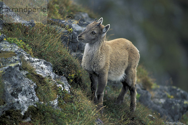 Alpensteinbock  Steinbock (Capra ibex)  Jungtier