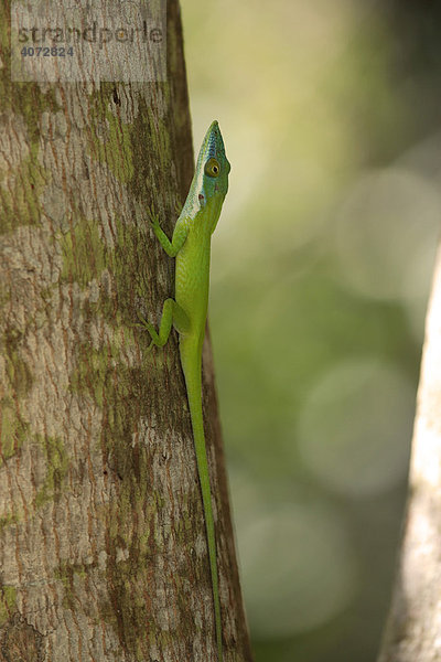 Anolis (Anolis allisoni)  Roatan  Honduras  Mittelamerika