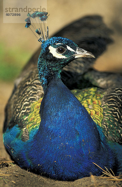 Blauer Pfau (Pavo cristatus)  Deutschland