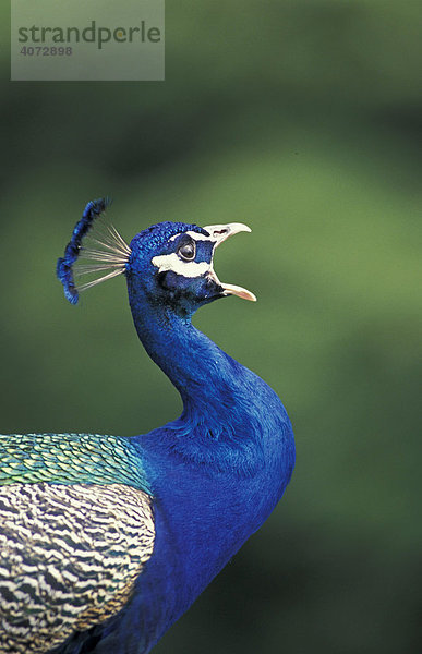 Blauer Pfau (Pavo cristatus)  adult  männlich  rufend  Portrait
