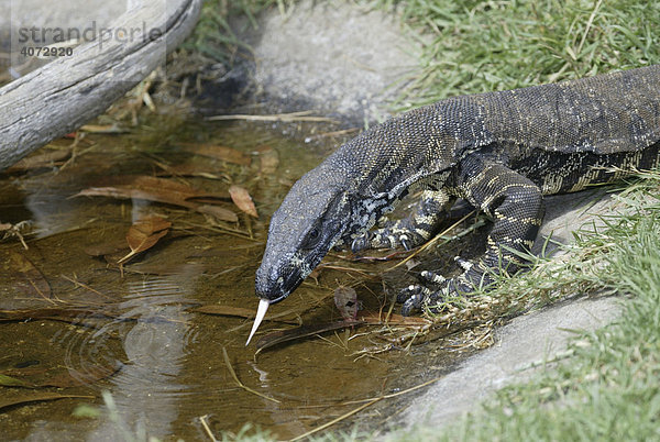 Buntwaran (Varanus varius)  trinkend  Australien