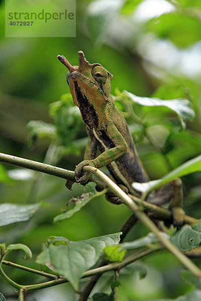 Chamäleon (Furcifer balteatus)  adult  männlich  Madagaskar  Afrika