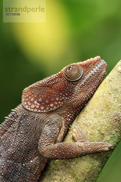 Kurzhorn Chamäleon (Calumma brevicornis)  adult  männlich  Portrait  Madagaskar  Afrika