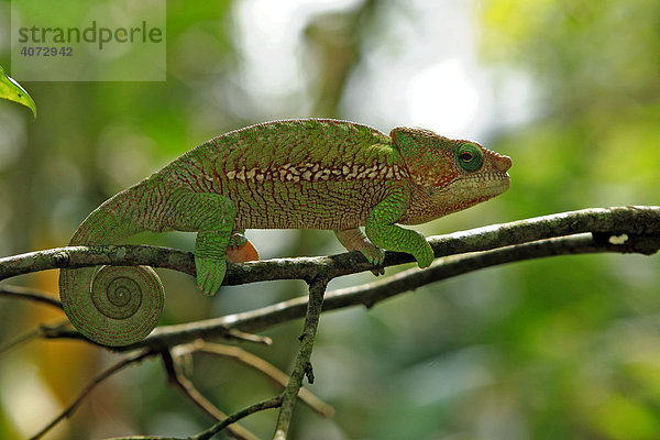 Pantherchamäleon (Furcifer pardalis  Chamaeleo pardalis)  adult  männlich  Madagaskar  Afrika