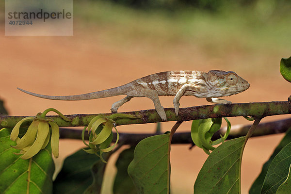 Pantherchamäleon (Furcifer pardalis  Chamaeleo pardalis)  Jungtier  weiblich  auf Ylang-Ylang-Baum (Cananga odorata)  Nosy Be  Madagaskar  Afrika