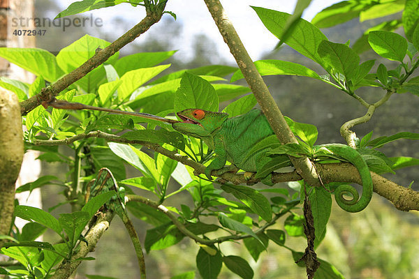 Parsons Chamäleon (Calumma parsonii)  adult  männlich  Madagaskar  Afrika