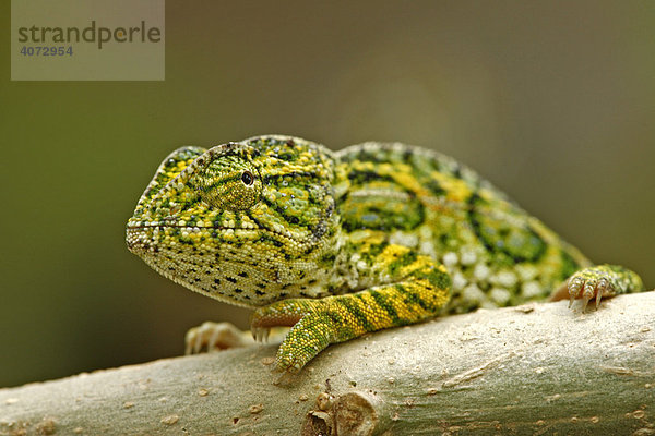 Chamäleon  Teppichchamäleon (Furcifer lateralis)  männlich  Portrait  Madagaskar  Afrika