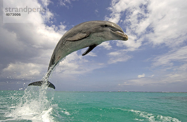 Großer Tümmler (Tursiops truncatus)  Delfin  Delphin  adult  springt aus dem Wasser  Karibik  Roatan  Honduras  Zentralamerika