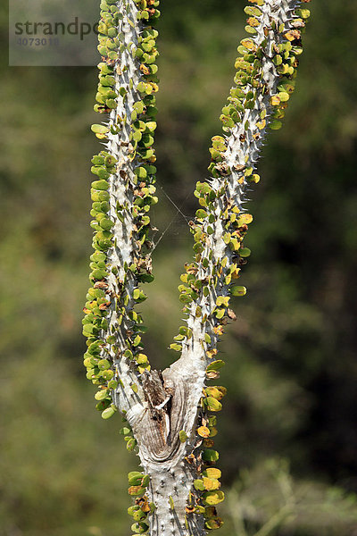 Didieraceen-Gewächs (Didieraceae)  Madagaskar  Afrika