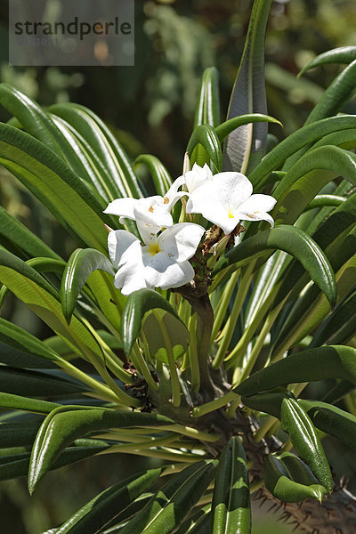 Didieraceen-Gewächs (Didieraceae)  Blätter und Blüten  Südafrika