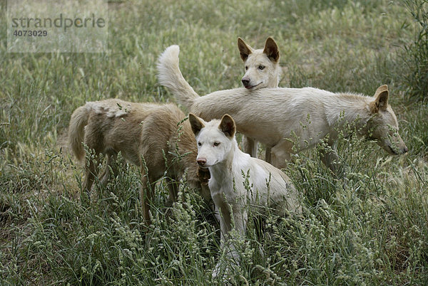 Dingo (Canis lupus dingo)  erwachsen mit Jungtieren  Australien