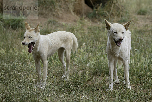 Dingo (Canis lupus dingo)  Jungtiere  gähnend  Australien