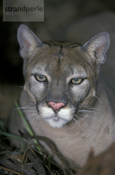 Puma (Felis concolor coryi)  erwachsen  Portrait  Florida  USA