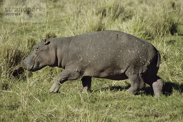 Nilpferd  Flusspferd (Hippopotamus amphibius)  laufend  Masai Mara  Kenia  Afrika
