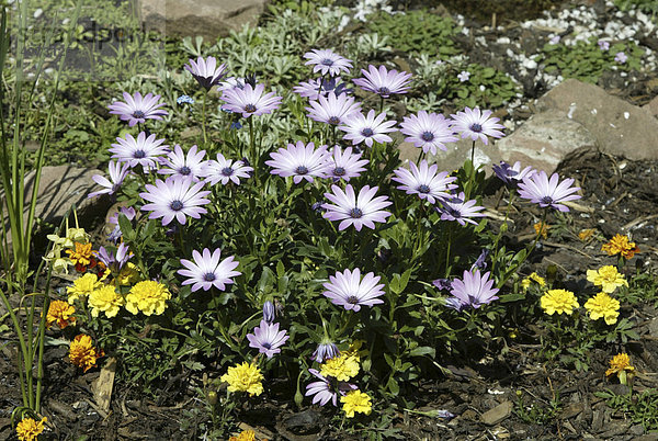 Gazania-Hybride (Gazania)  Blüte