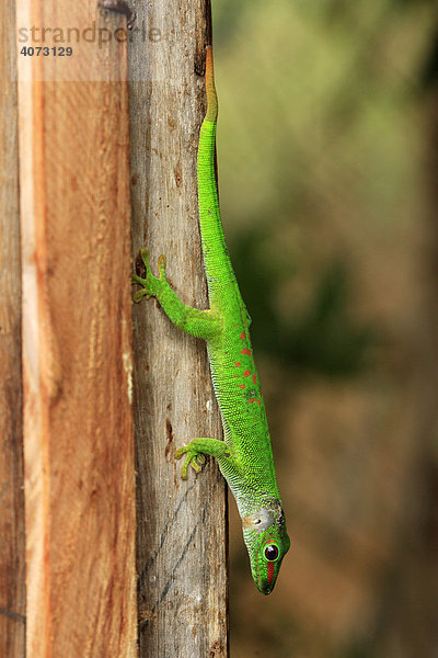 Gecko  Taggecko (Phelsuma madagaskariensis grandis) erwachsen  auf Baum der Reisenden (Ravenea madagascariensis)  Madagaskar  Afrika