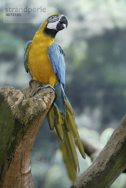 Gelbbrustara (Ara ararauna)  Papagei  erwachsen  rufend