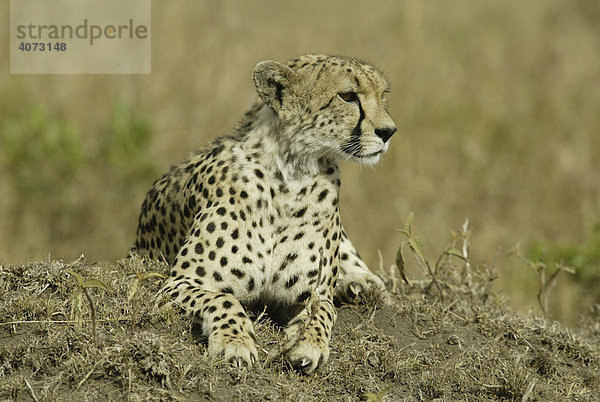 Gepard (Acinonyx jubatus)  erwachsen  Masai Mara  Kenia  Afrika