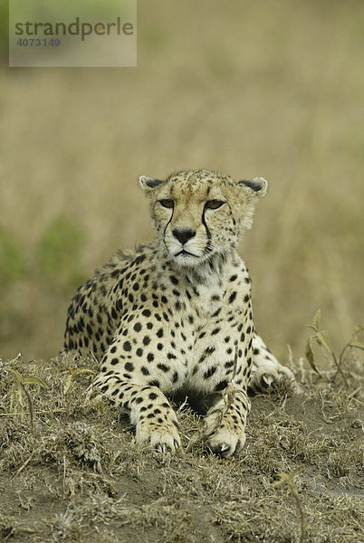 Gepard (Acinonyx jubatus)  erwachsen  Masai Mara  Kenia  Afrika