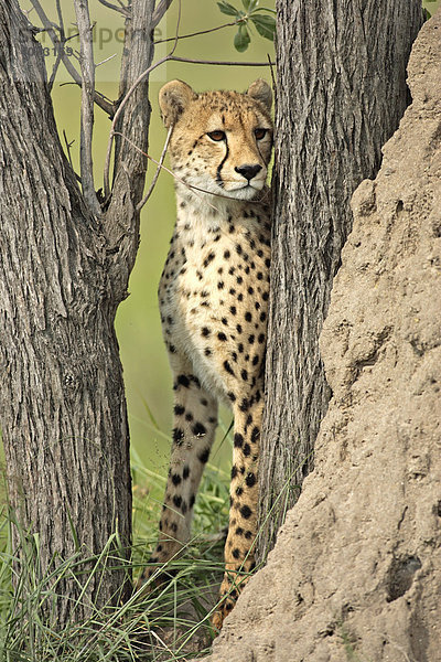 Gepard (Acinonyx jubatus)  halb erwachsen  zwischen Bäumen  Sabi Sand Game Reserve  Kruger National Park  Südafrika  Afrika
