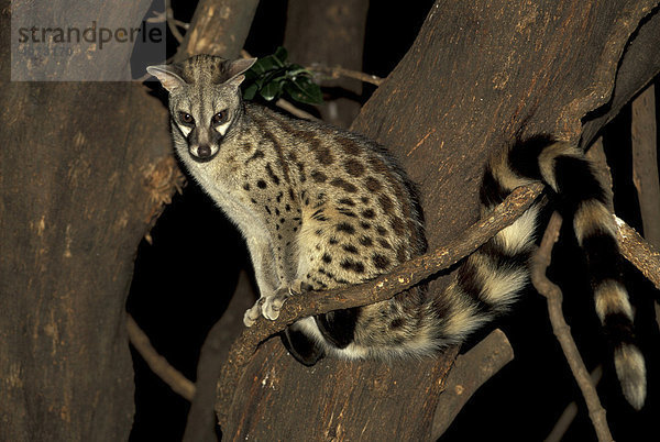 Kleinfleck-Ginsterkatze  Europäische Ginsterkatze (Genetta genetta) auf Baum  Nachtaufnahme  Samburu Game Reserve  Kenia  Afrika