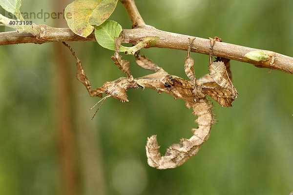 Gottesanbeterin (Phyllocrania spec.)  Imago  auf Baum  Madagaskar