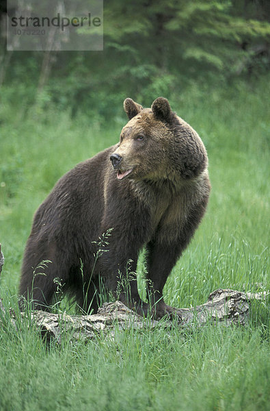 Grizzlybär (Ursus arctos horribilis)  adult  männlich  Montana  USA