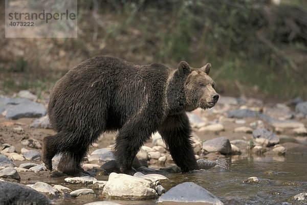 Grizzlybär (Ursus arctos horribilis)  adult  männlich  am Wasser  Utah  USA