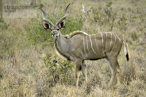 Großer Kudu (Tragelaphus strepsiceros)  adult  männlich  Sabi Sand Game Reserve  Südafrika  Afrika