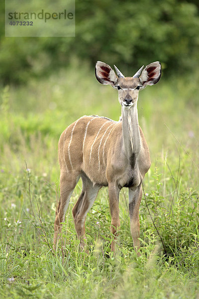 Großer Kudu (Tragelaphus strepsiceros)  adult  männlich  Sabi Sand Game Reserve  Südafrika  Afrika