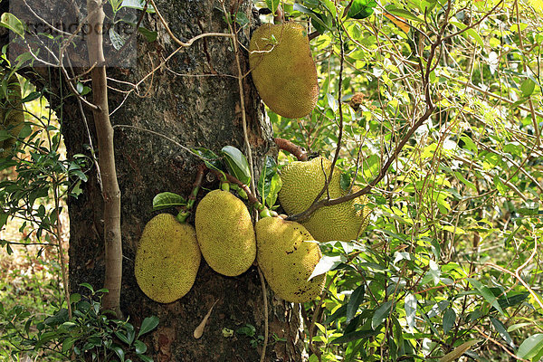 Jakobsfrucht (Artocarpus heterophyllus)  Frucht  Nosy Be  Madagaskar
