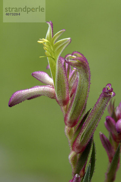 Känguruhblume (Anigozanthos Hybrid)  Blüte