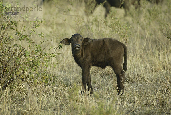 Kaffernbüffel (Syncerus caffer)  Jungtier  Masai Mara  Kenia  Afrika
