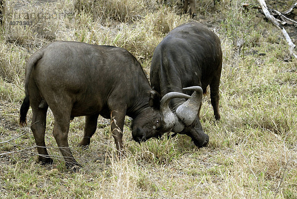 Zwei Kaffernbüffel (Syncerus caffer)  adult  kämpfend  Sabi Sand Game Reserve  Südafrika  Afrika