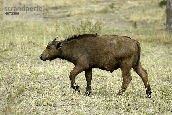 Kaffernbüffel (Syncerus caffer)  Jungtier  Sabi Sand Game Reserve  Südafrika  Afrika