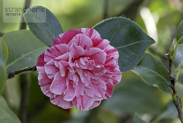 Camellia Japonica (Hybride Moshio)  Blüte