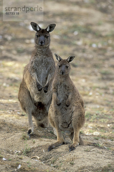 Kängurus (Macropus fuliginosus)  adult  mit Jungtier  Kangaroo Island  Australien