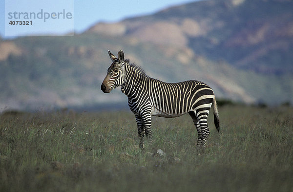 Kap-Bergzebra (Equus zebra)  adult  steht im Gras  Mountain Zebra National Park  Südafrika
