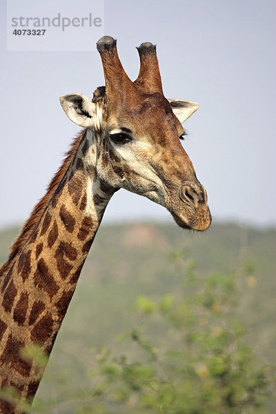 Kap-Giraffe (Giraffa c. giraffa)  adult  Portrait  Sabie Sand Game Reserve  Südafrika