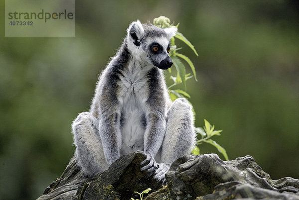 Katta (Lemur catta)  Berenty Game Reserve  Madagaskar