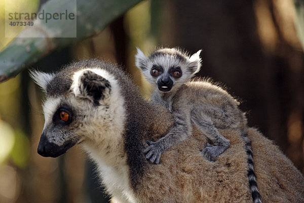 Katta (Lemur catta)  adult  weiblich  mit Jungtier  Portrait  Berenty Game Reserve  Madagaskar  Afrika