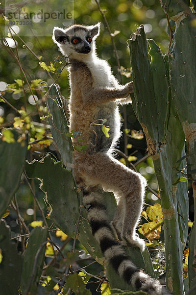 Katta (Lemur catta)  adult  auf Kaktus  Berenty Game Reserve  Madagaskar  Afrika