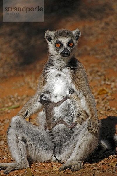 Katta (Lemur catta)  adult  weiblich  mit Jungtier  säugend  Berenty Game Reserve  Madagaskar  Afrika