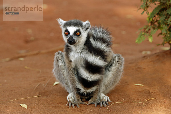 Katta (Lemur catta)  adult  Berenty Game Reserve  Madagaskar  Afrika