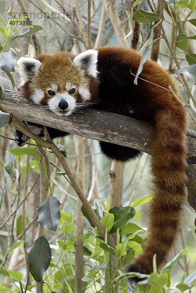 Kleiner Panda (Ailurus fulgens fulgens)  adult  auf Baum ruhend  Vorkommen: Asien  China