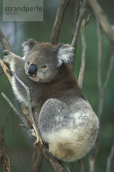 Koala (Phascolarctos cinereus)  adult  auf Baum  Australien