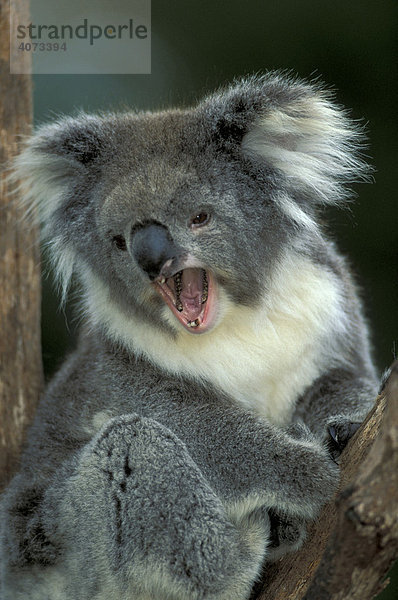 Koala (Phascolarctos cinereus)  adult  auf Baum  gähnend  Australien